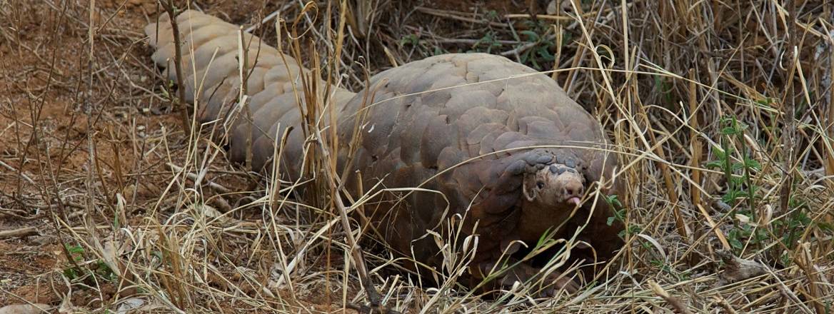 Ground pangolin