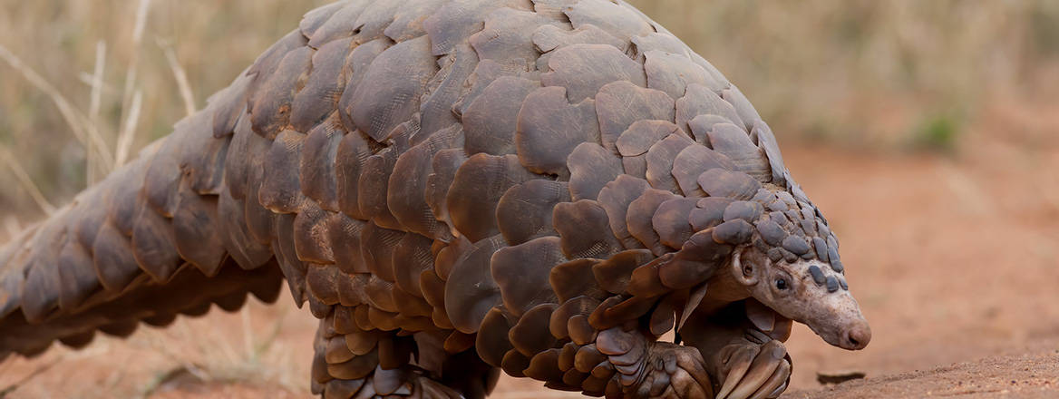 Ground Pangolin at Madikwe Game Reserve in South Africa