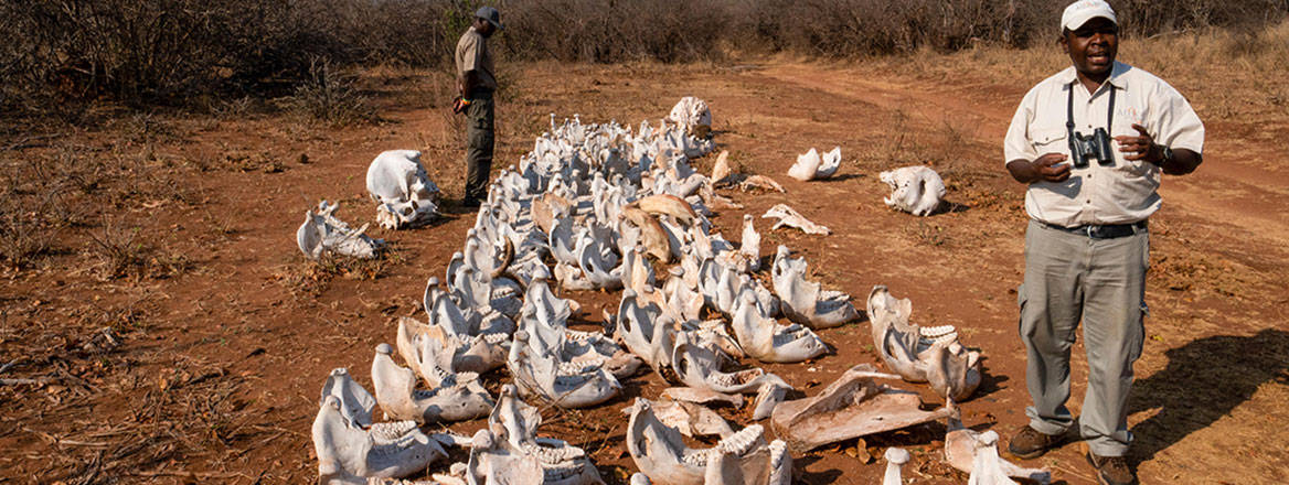 The skulls of elephants killed by poachers for their tusks in Zambia. Courtesy of Eyal Bartov / Alamy Stock Photo