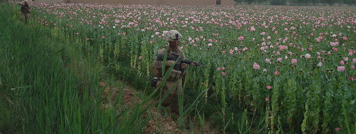 Royal marine in poppy field