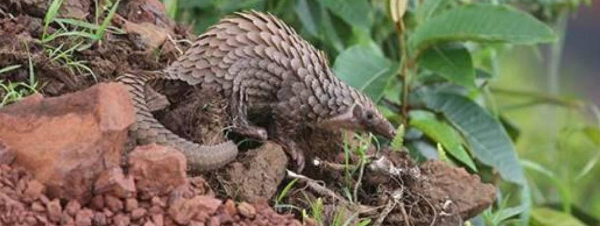 pangolins banner