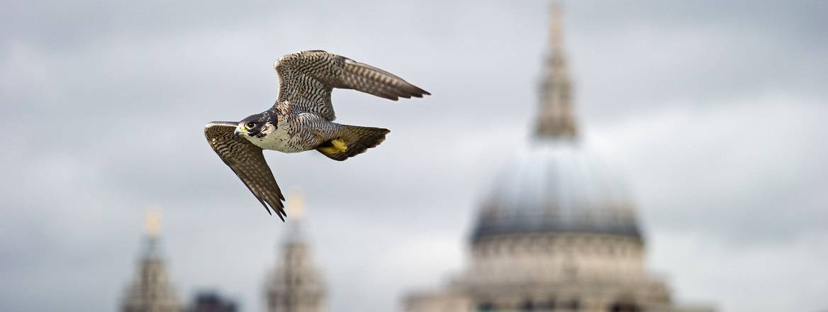 Peregrine Falcon with St Pauls In Background, London, UK