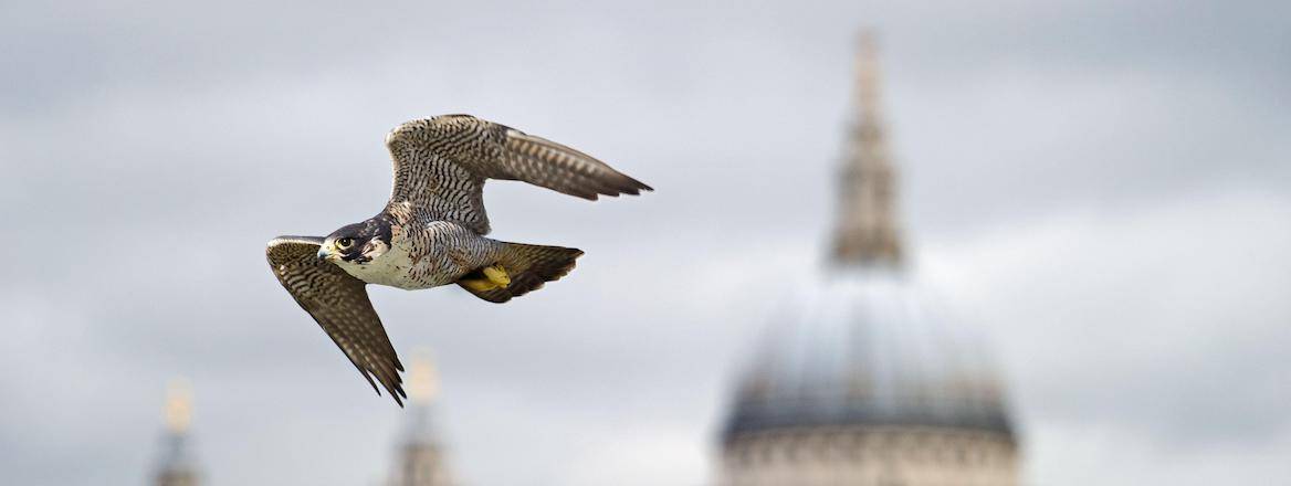 A peregrine falcon with St Paul's Cathedral in the background