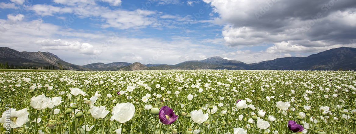 Poppy field