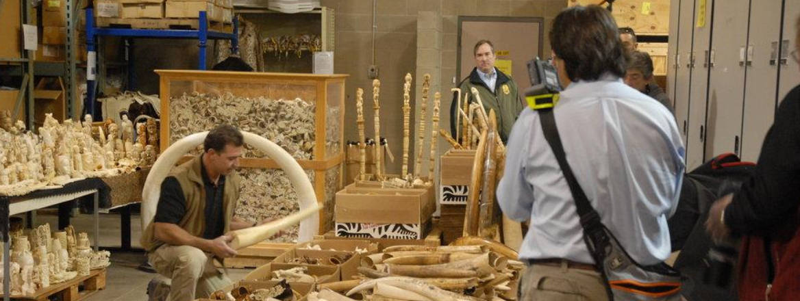 Ivory being seized