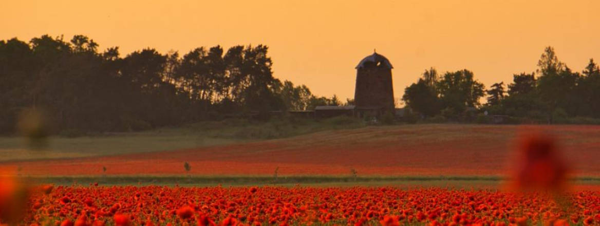 poppies