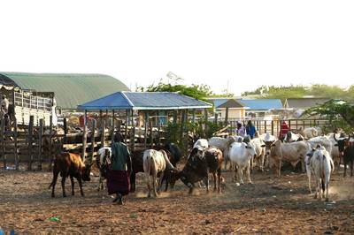 Al-Shabaab and the 2022 Kenya Elections