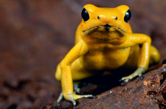 An Illusion of Legality: Wildlife Laundering in Colombia and Mexico