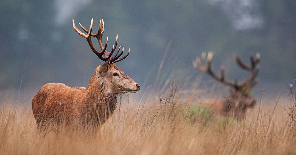 Farming is Critical to UK National Security
