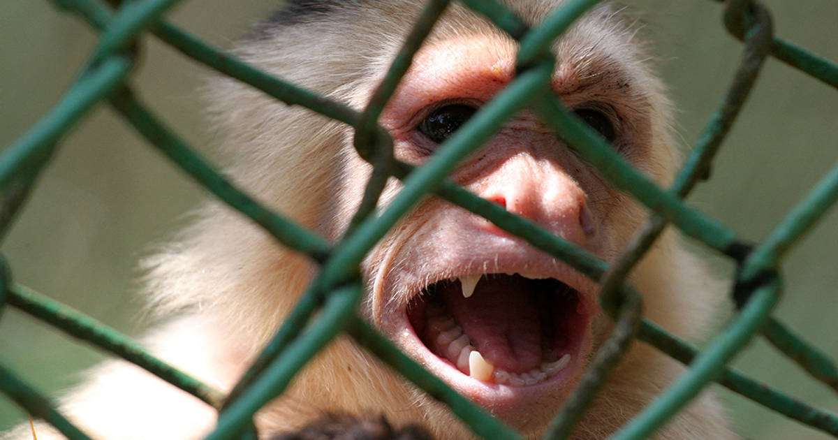 Stolen Species, Missed Opportunities: Wildlife Laundering in Latin America