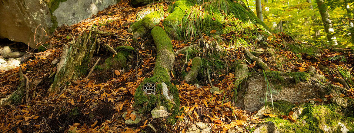 A camera trap, used as part of conservation efforts, hidden in the roots of a large tree.