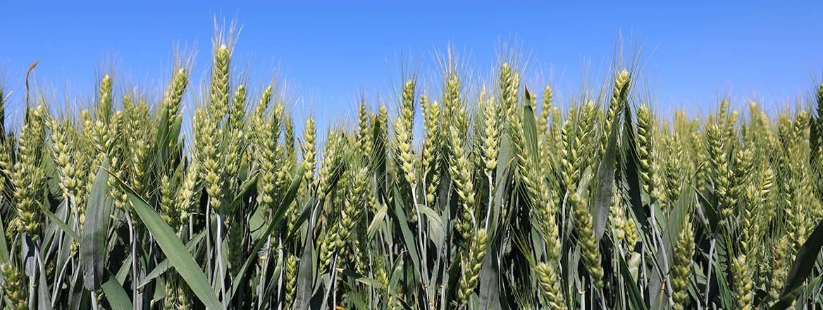 The global food system is under strain. Courtesy of zhang yongxin/Adobe Stock