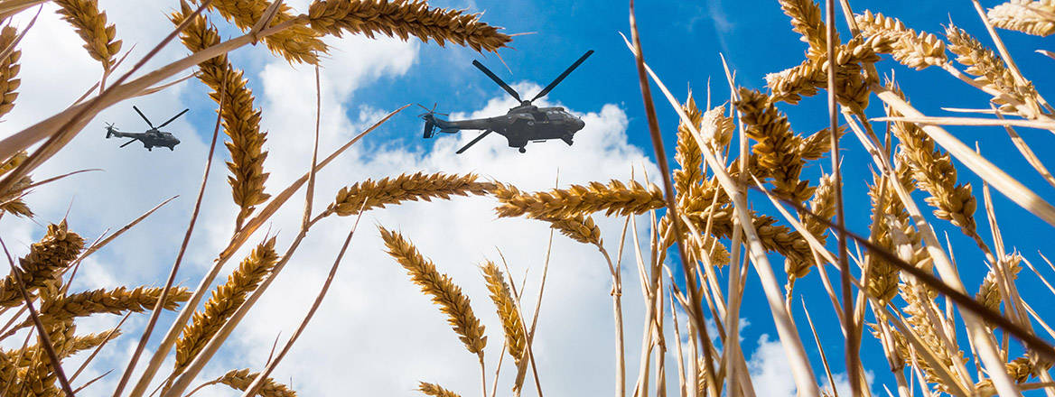 Military helicopters flying over a wheat field.
