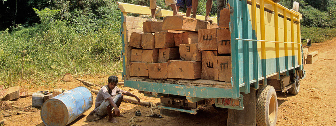 Illegal loggers with rainforest timber harvested from the Malaysian rainforest.