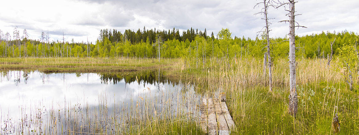 The renaturing of a riverbed in a wetland landscape, Finland. Courtesy of Photofex/Adobe Stock