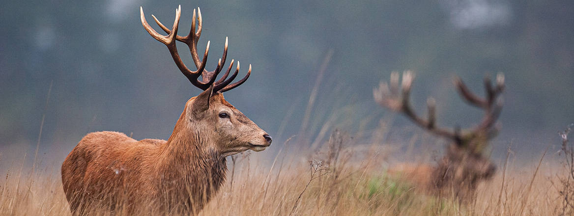 Red Deer in the long grass during the annual rut in the United Kingdom.