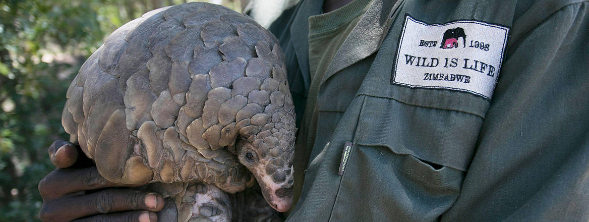 A pangolin, the world's most trafficked animal, held safely in the arms of a worker for Wild is Life Zimbabwe.