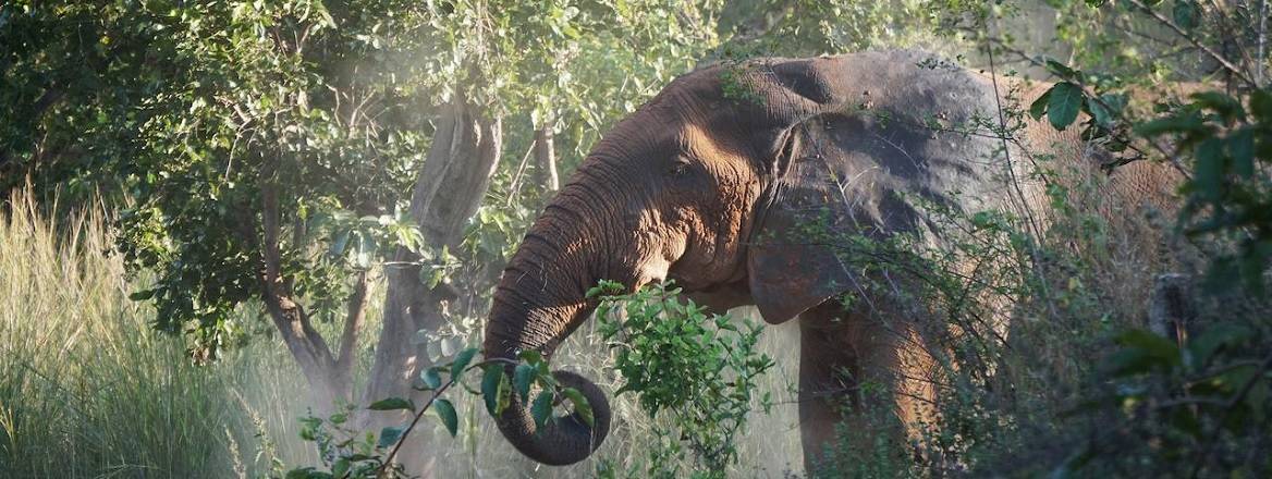 An African elephant in a park
