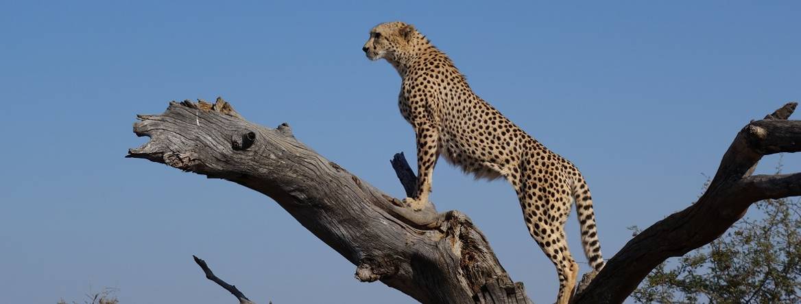 Cheetah in the wild in a tree