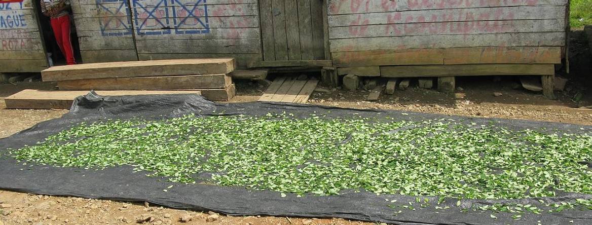 drying coca leaves outside a shack