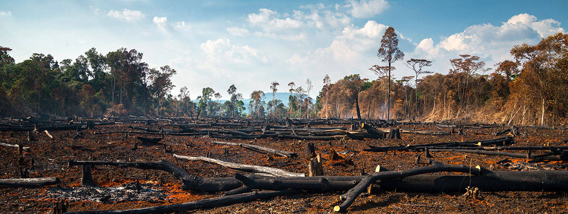 Deforestation in Laos