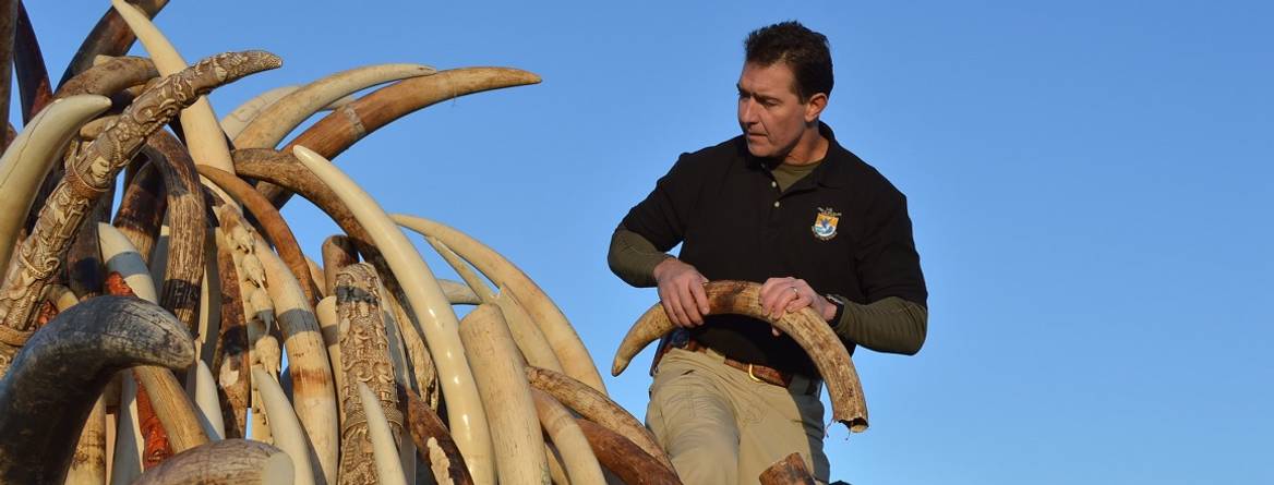 man holding elephant tusk