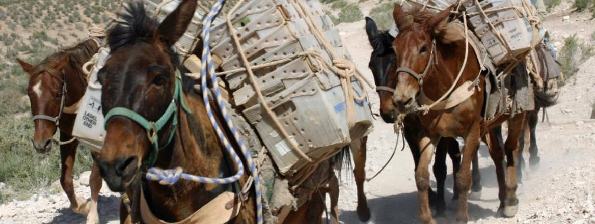 money mules