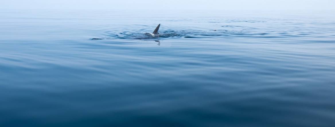 shark in the ocean