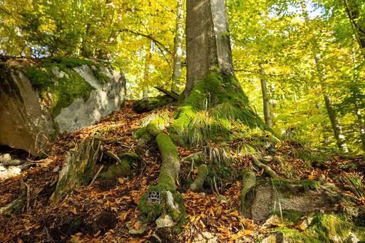 Nature Credits: Europe’s Next Financial Crime Blind Spot