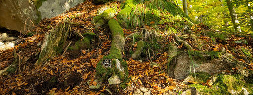 Nature Credits: Europe’s Next Financial Crime Blind Spot
