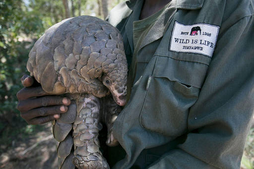 Evolve or Perish? Global Action on Illegal Wildlife Trade