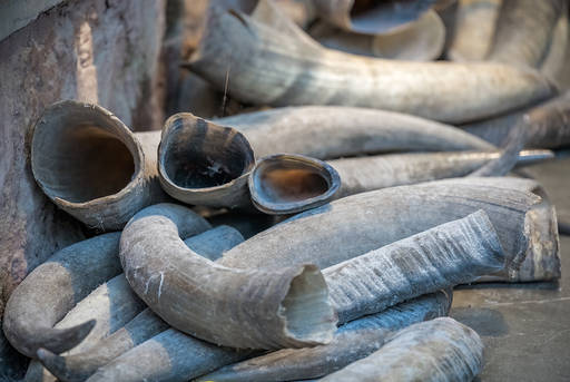 Illegal Wildlife Trade In Uganda: Following Financial Footprints