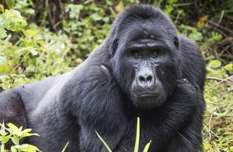 Combatting Wildlife Crime in Uganda