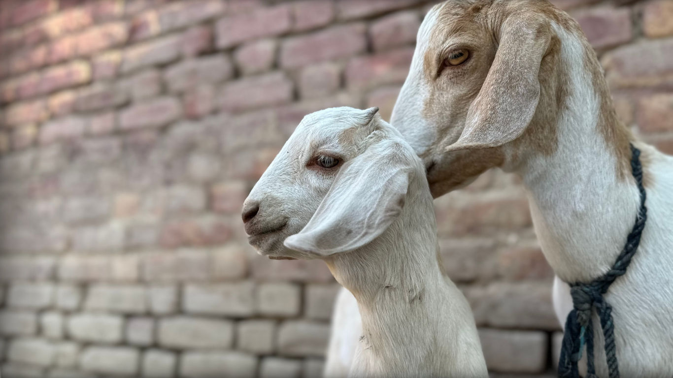Livelihood - Goats 2 Relieve Poverty
