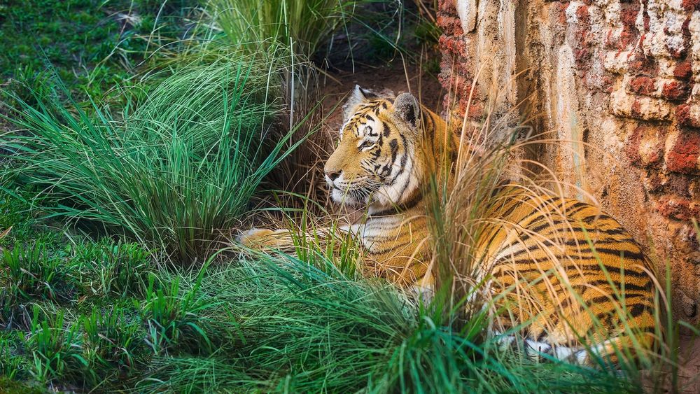 Maharajah Jungle Trek