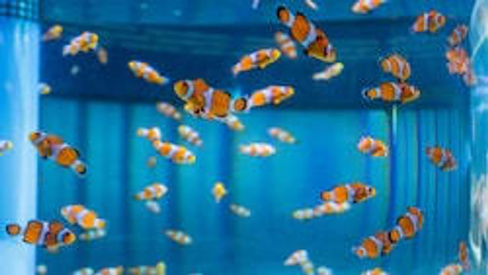 SeaBase Aquarium