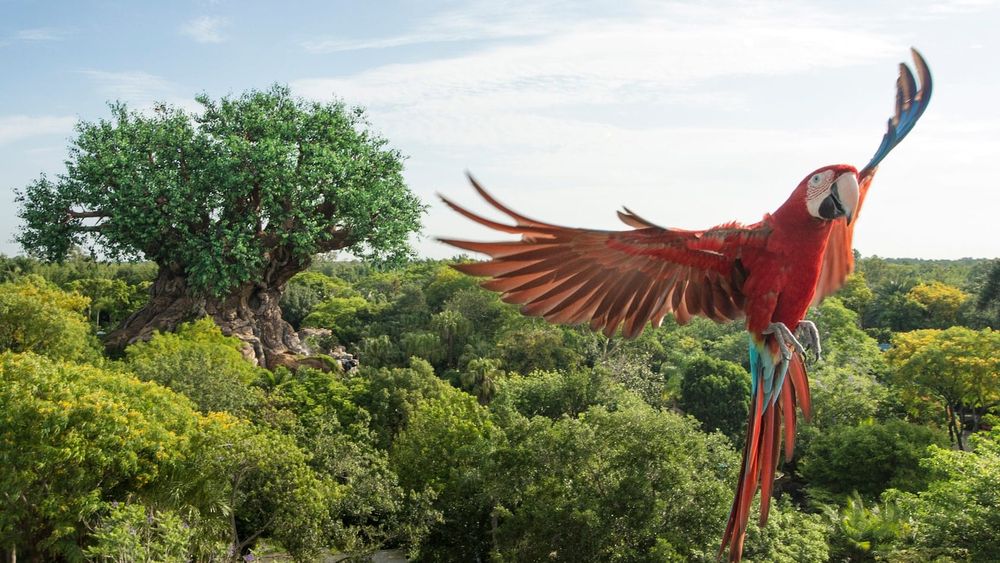 Animal Encounters: Winged Encounters – The Kingdom Takes Flight