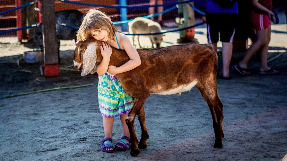 Affection Section