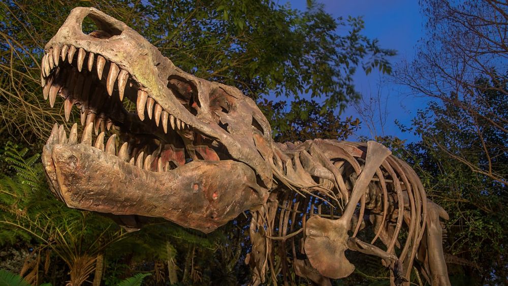 Dino-Sue