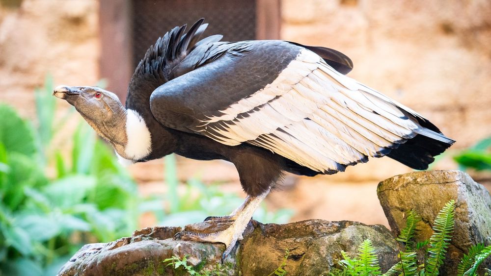 Feathered Friends in Flight!