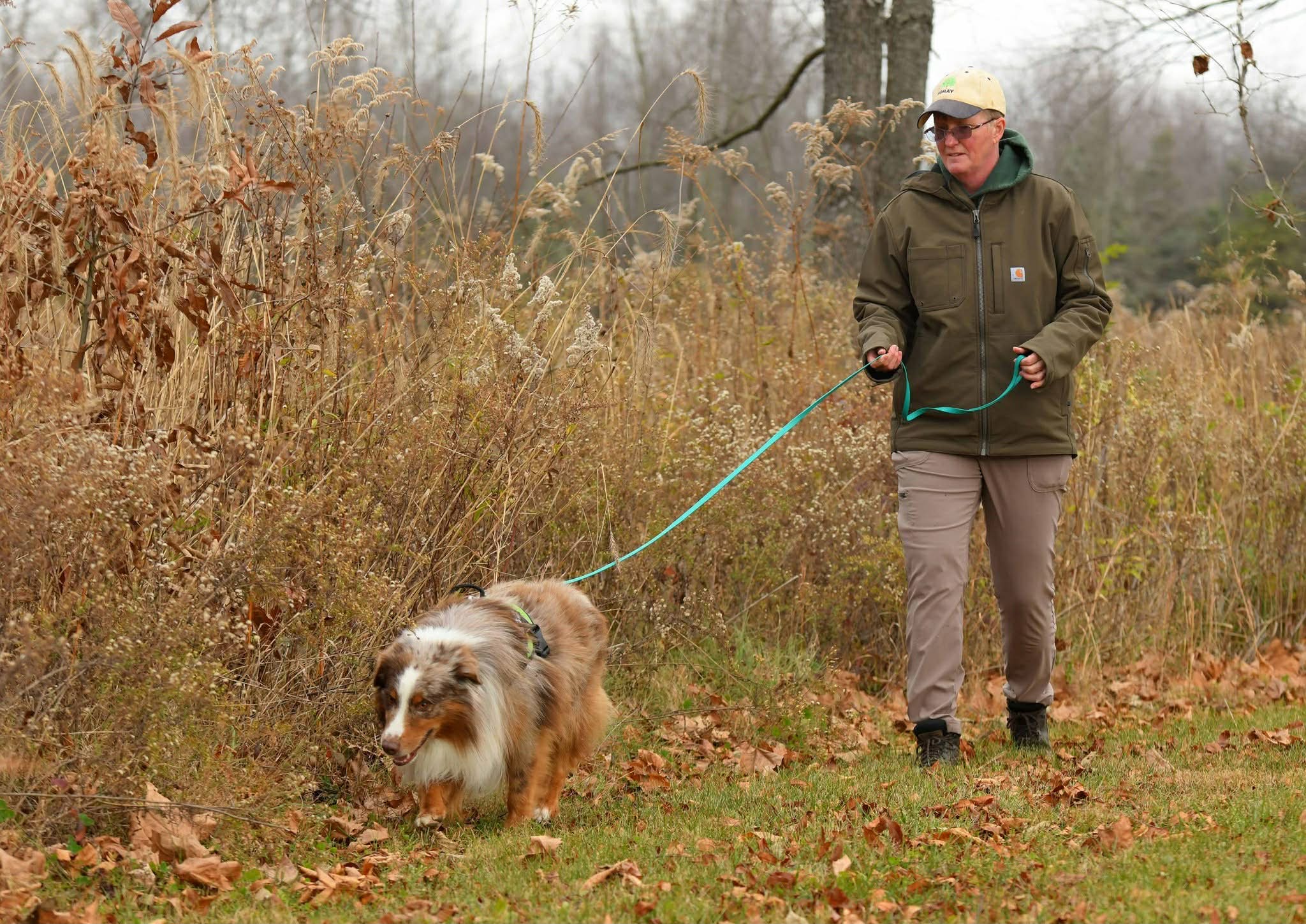 Instinct at Work: Australian Shepherds with a Job That Matters
