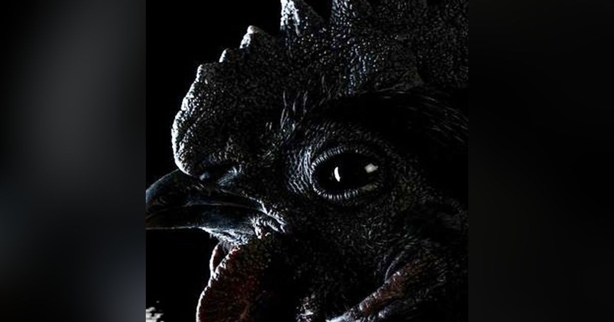 El Gallo Del Diablo Historias De Terror - REDE El Gallo Del Diablo Historias De Terror - REDE