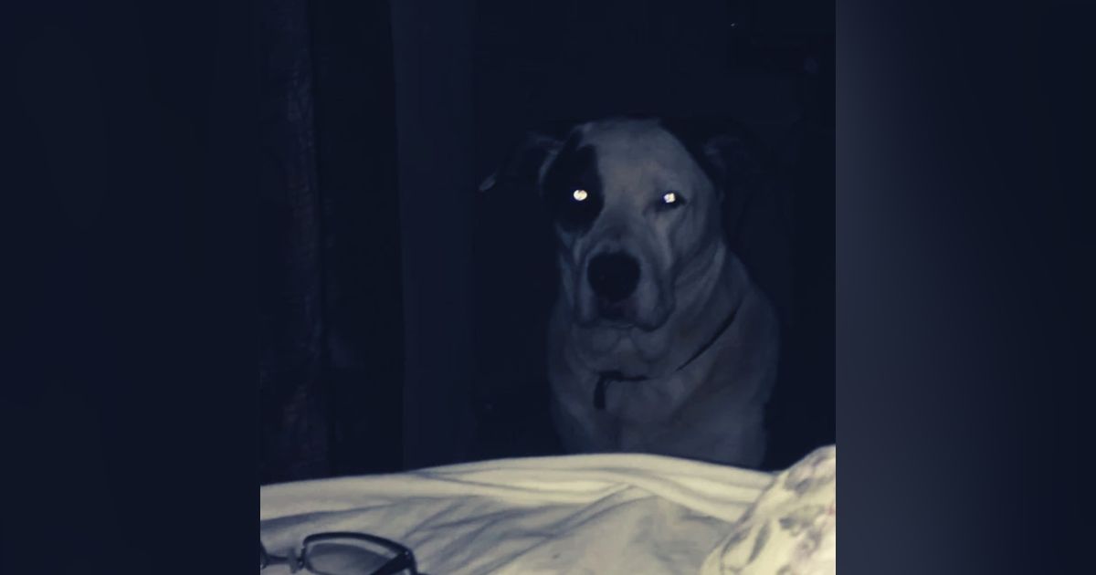 CREO QUE MI ESPOSA HA REMPLAZADO NUESTRAS MASCOTAS