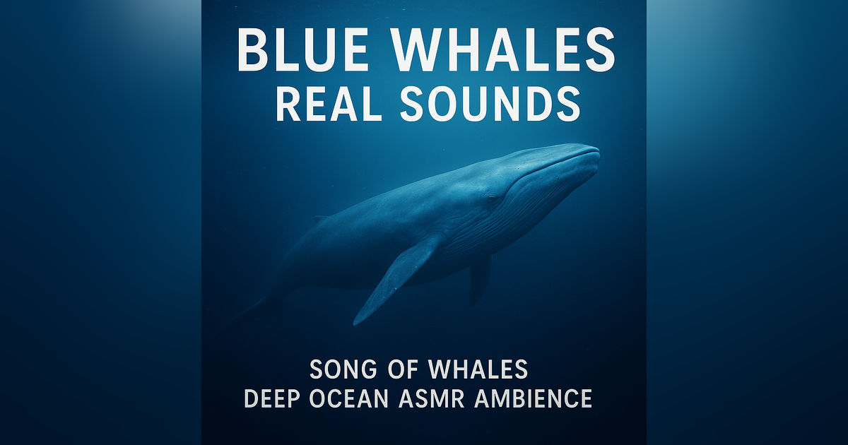 Blue Whales Real Sounds | Song of Whales Deep Ocean ASMR Ambience