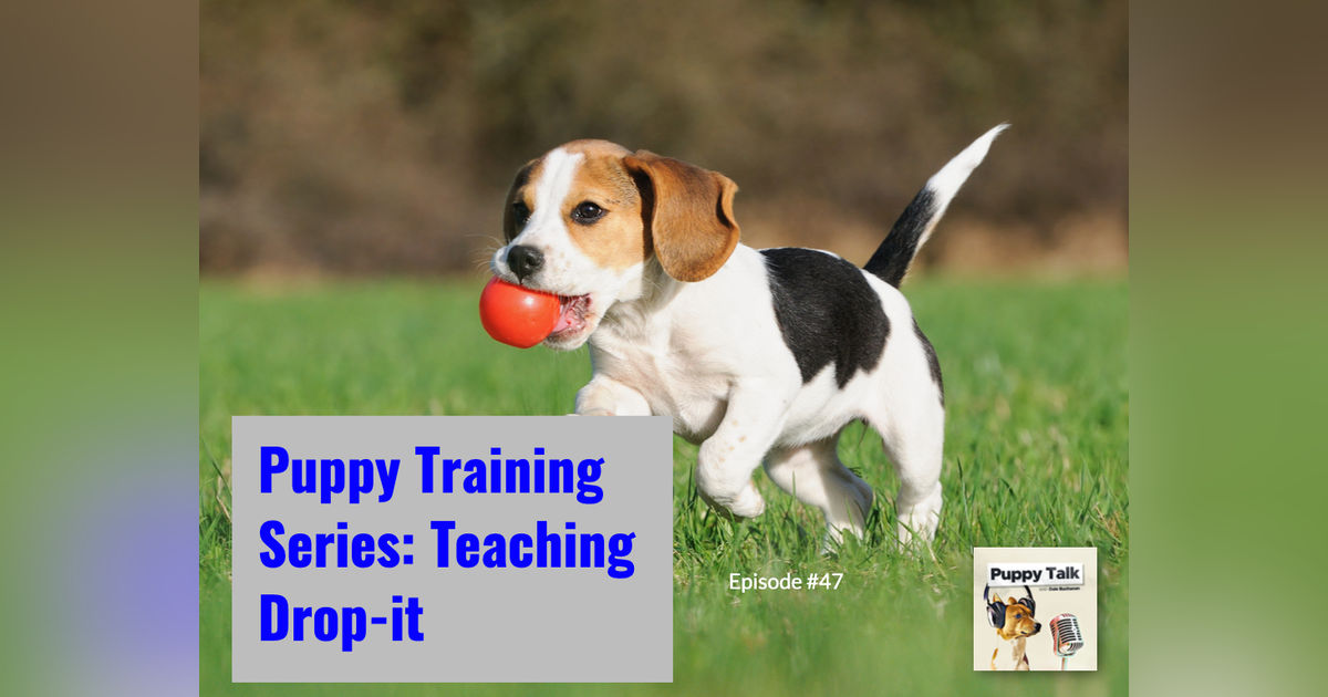 Puppy Training Series: Teaching Drop-it Puppy Training Series: Teaching Drop-it