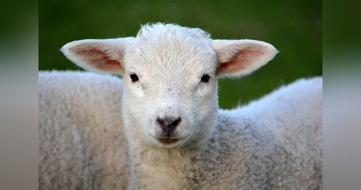 Ep 31: A Gorilla, a Squirrel, and the Lambs
