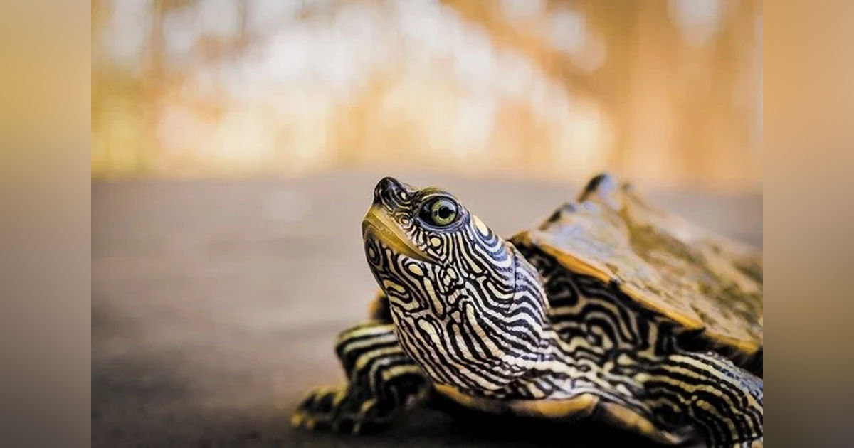 Ep 11: Turtle Crossing