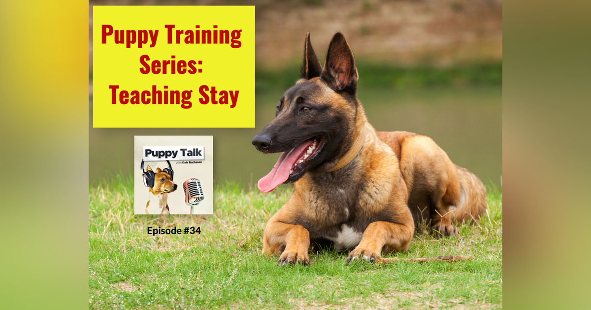Puppy Training Series: Teaching Stay