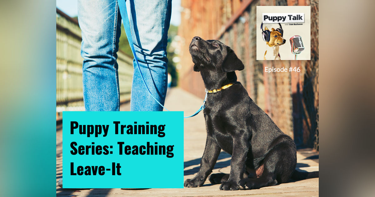 Puppy Training Series: Teaching Leave-It Puppy Training Series: Teaching Leave-It