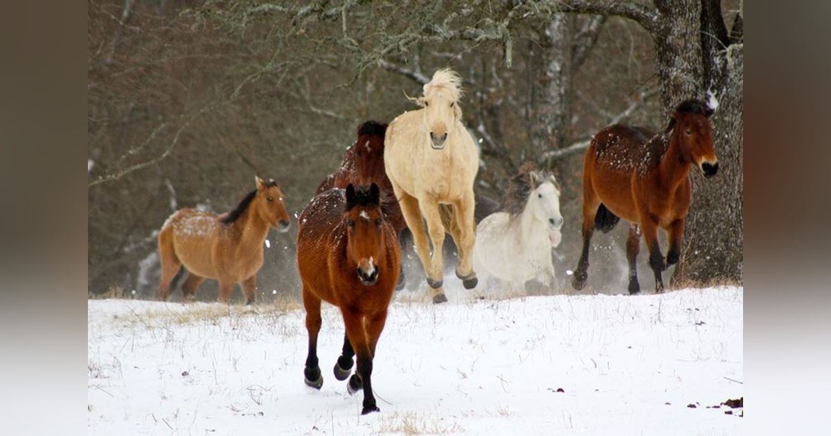 Mowdy Ranch - Coalgate, Oklahoma Mowdy Ranch - Coalgate, Oklahoma